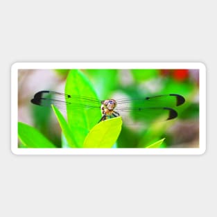 Dragonfly panoramic Sticker